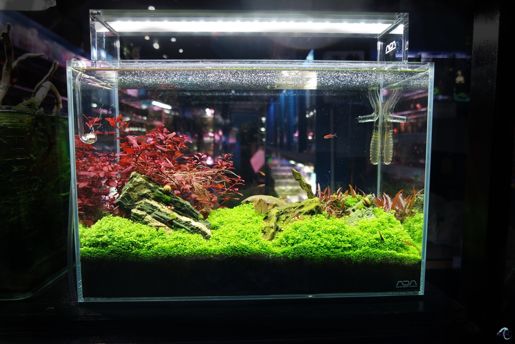 Aquatic Design Centre