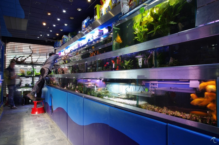 London Aquarium Supplies & Livestock AQUATIC DESIGN CENTRE Ltd