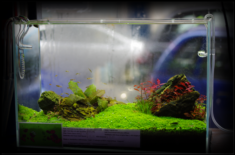Visit our London shop for Aquariums / Fish Tanks, Marine, Tropical