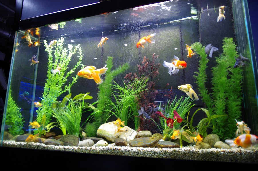 Aquatic Design Centre