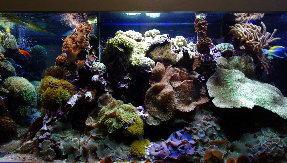 Aquatic Design Centre