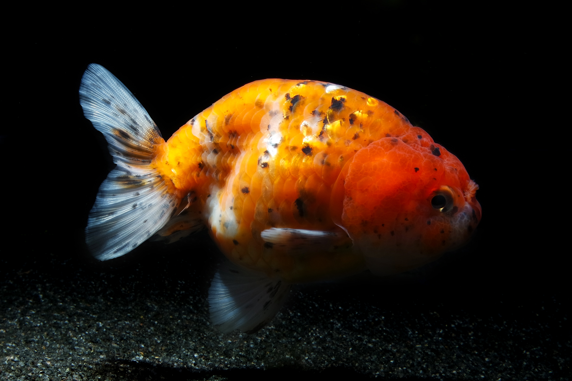 Aquatic Design Centre