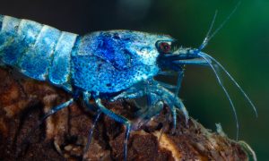 Blue-bolt-freshwater_shrimp