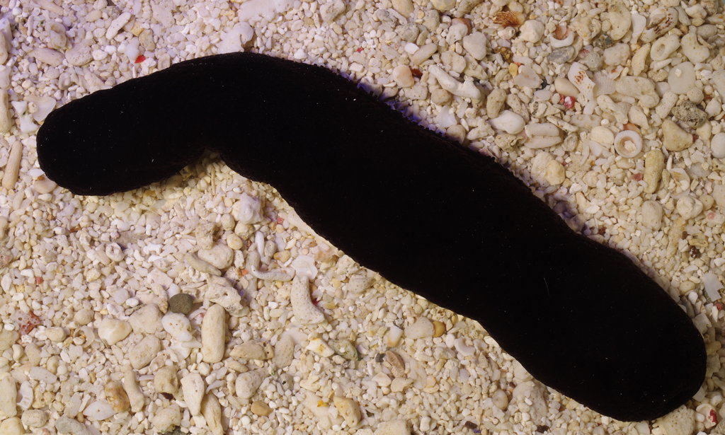 Black Sea Cucumber