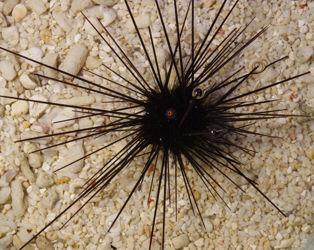 Black-Spiny-Sea-Urchin-Diadema sp.