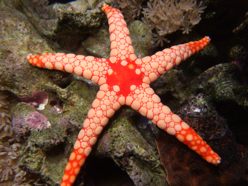 Elegant Sea Star