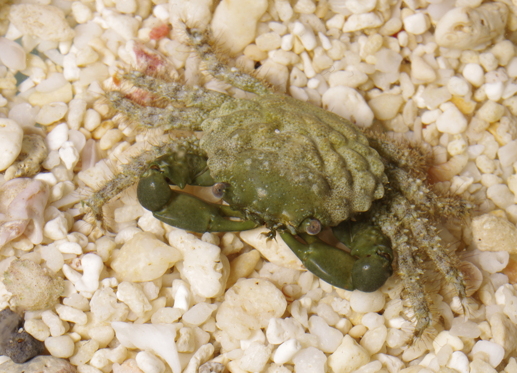 Emerald Crab