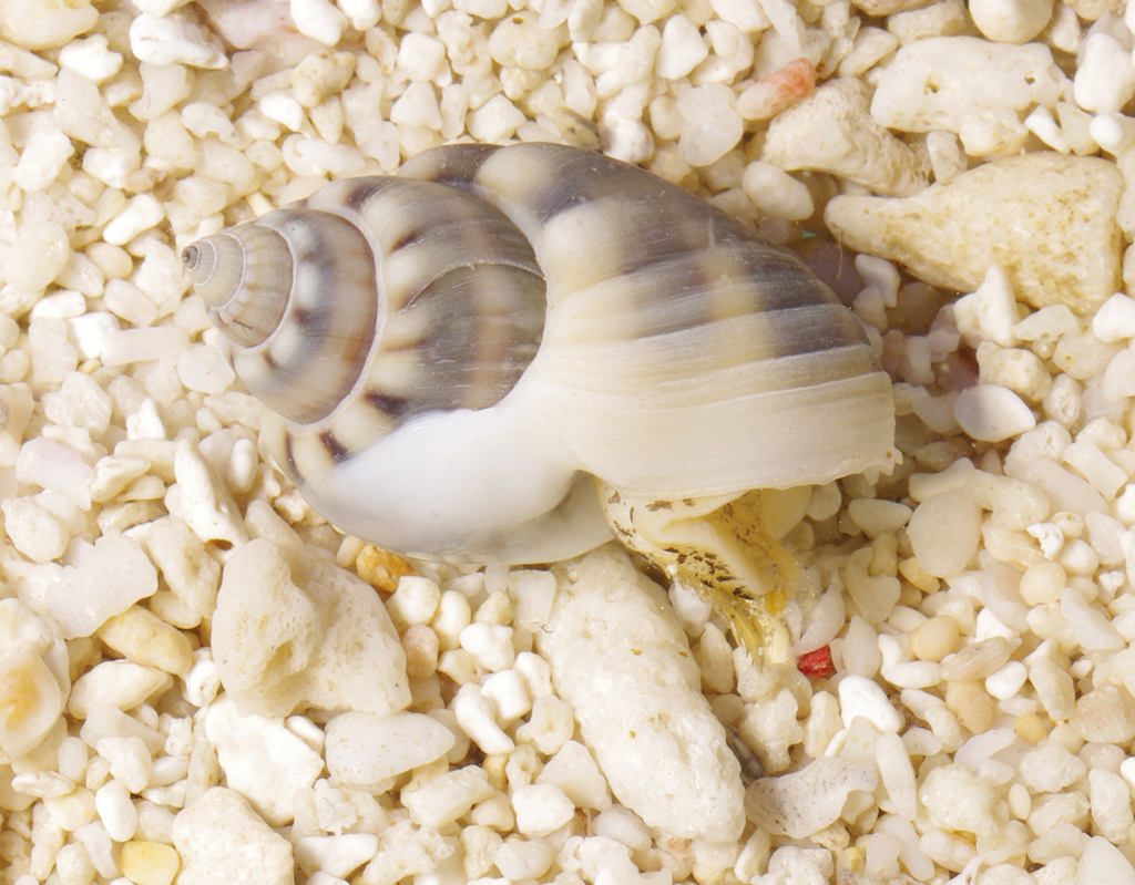 Nassarius Sand Snail