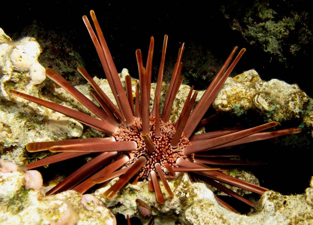 Pencil Urchin