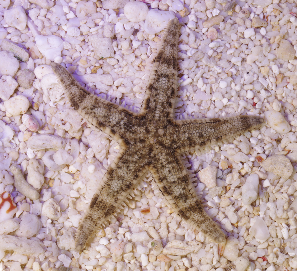 Sand Sifting Star