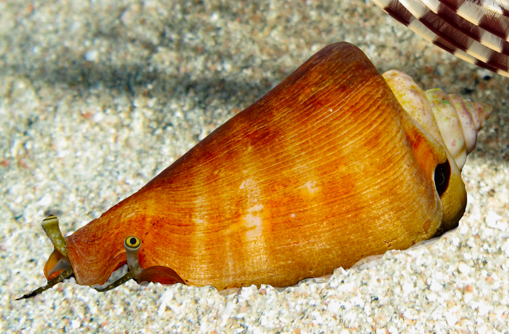 Fighting Conch (Strombus spp.)