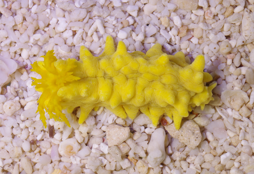 Yellow Sea Cucumber