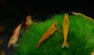 Yellow Fire Shrimp "Neocaridina Heteropoda var. Yellow"