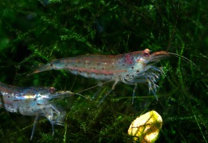 Yamato Shrimp, Caridina multidentata