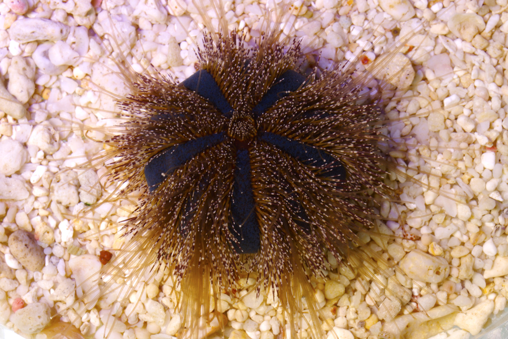Sea Urchins