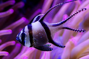 cardinalfish