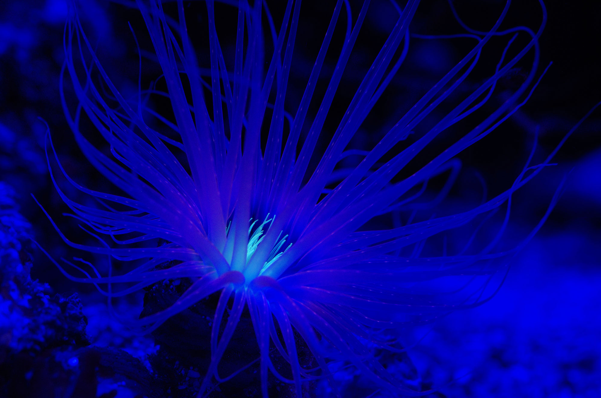 marine sea tube anemone