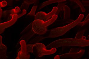 aquatic design centre london marine fish tanks