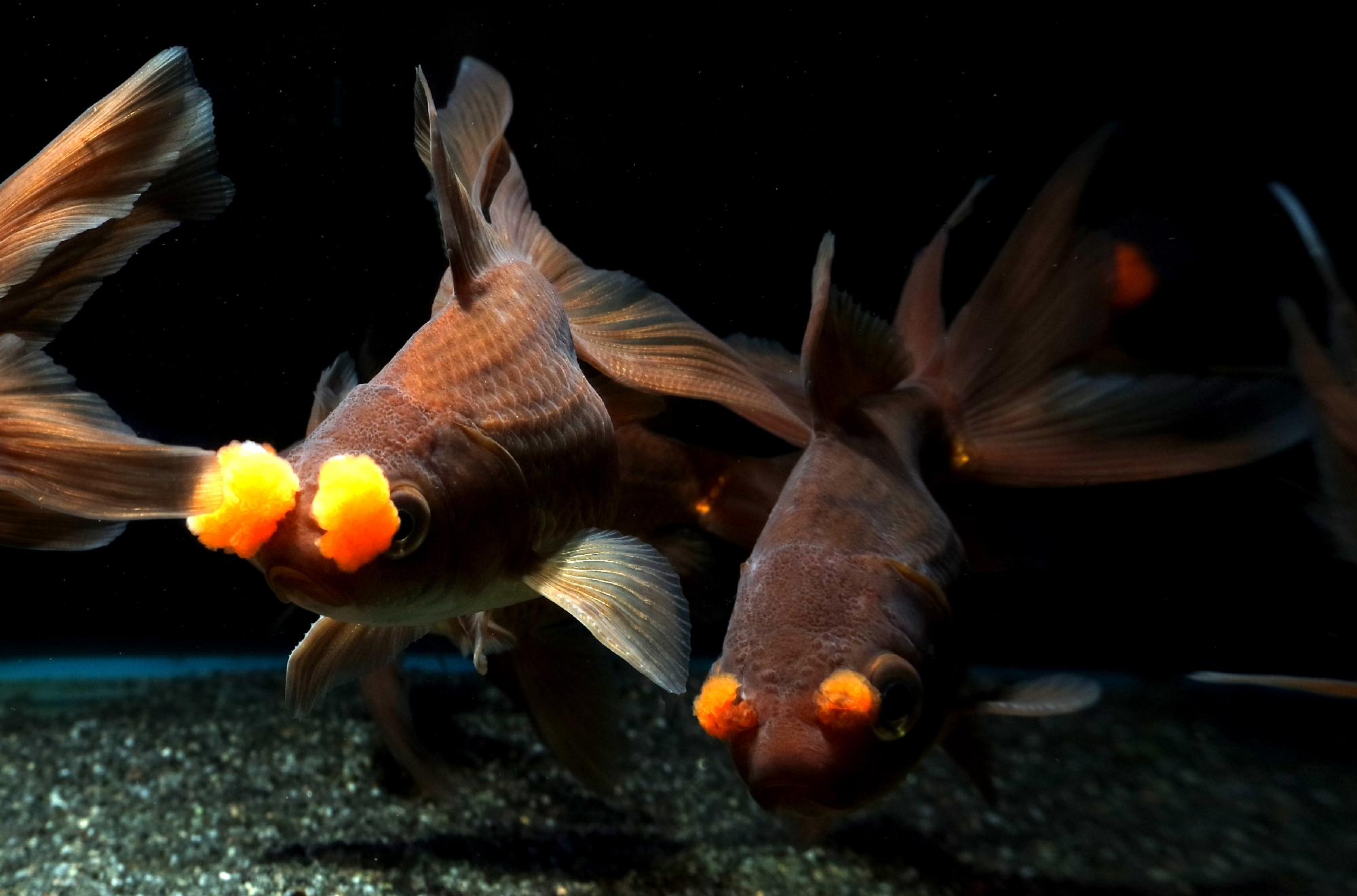 Aquatic Design Centre