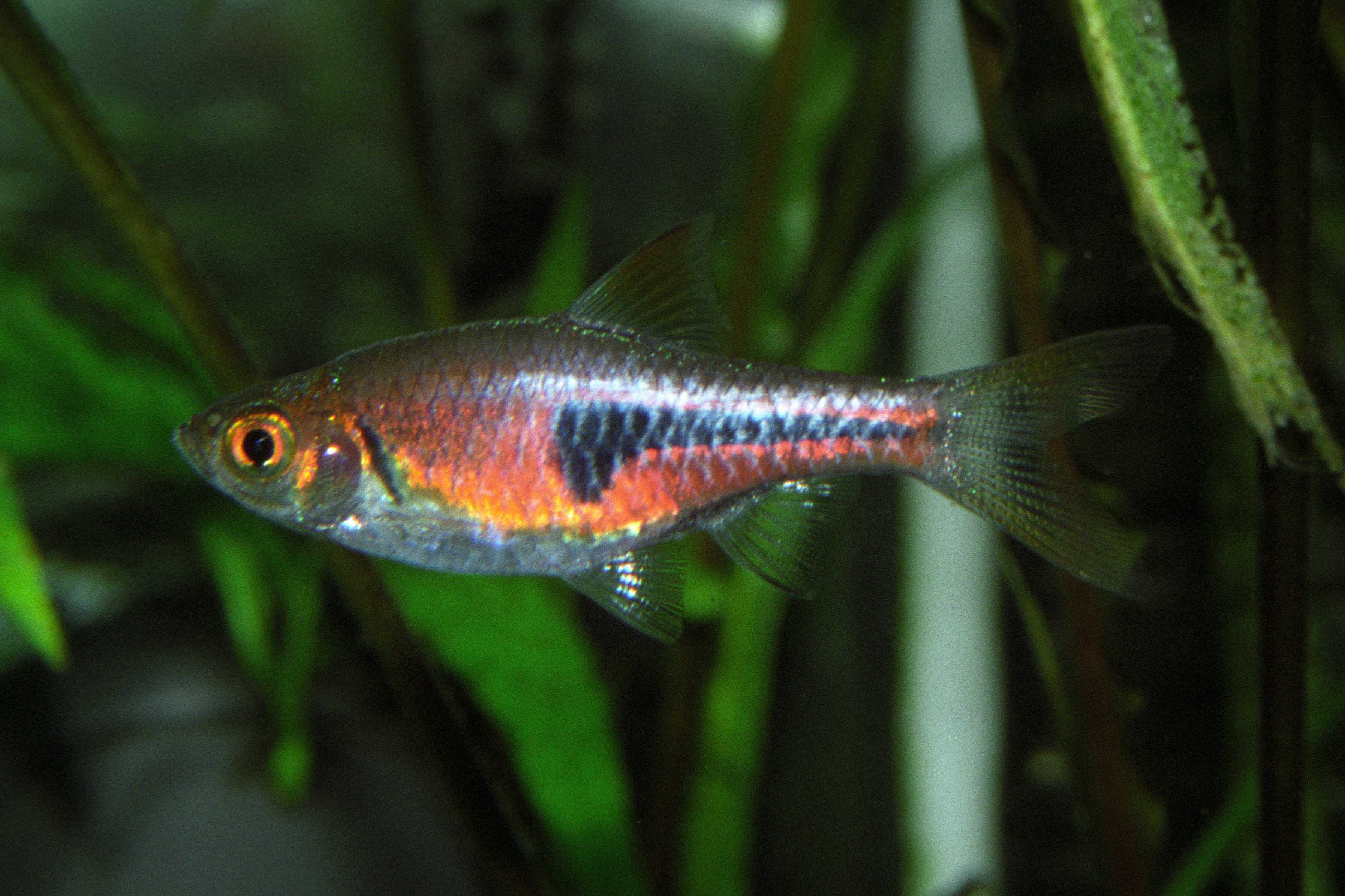 Aquatic Design Centre