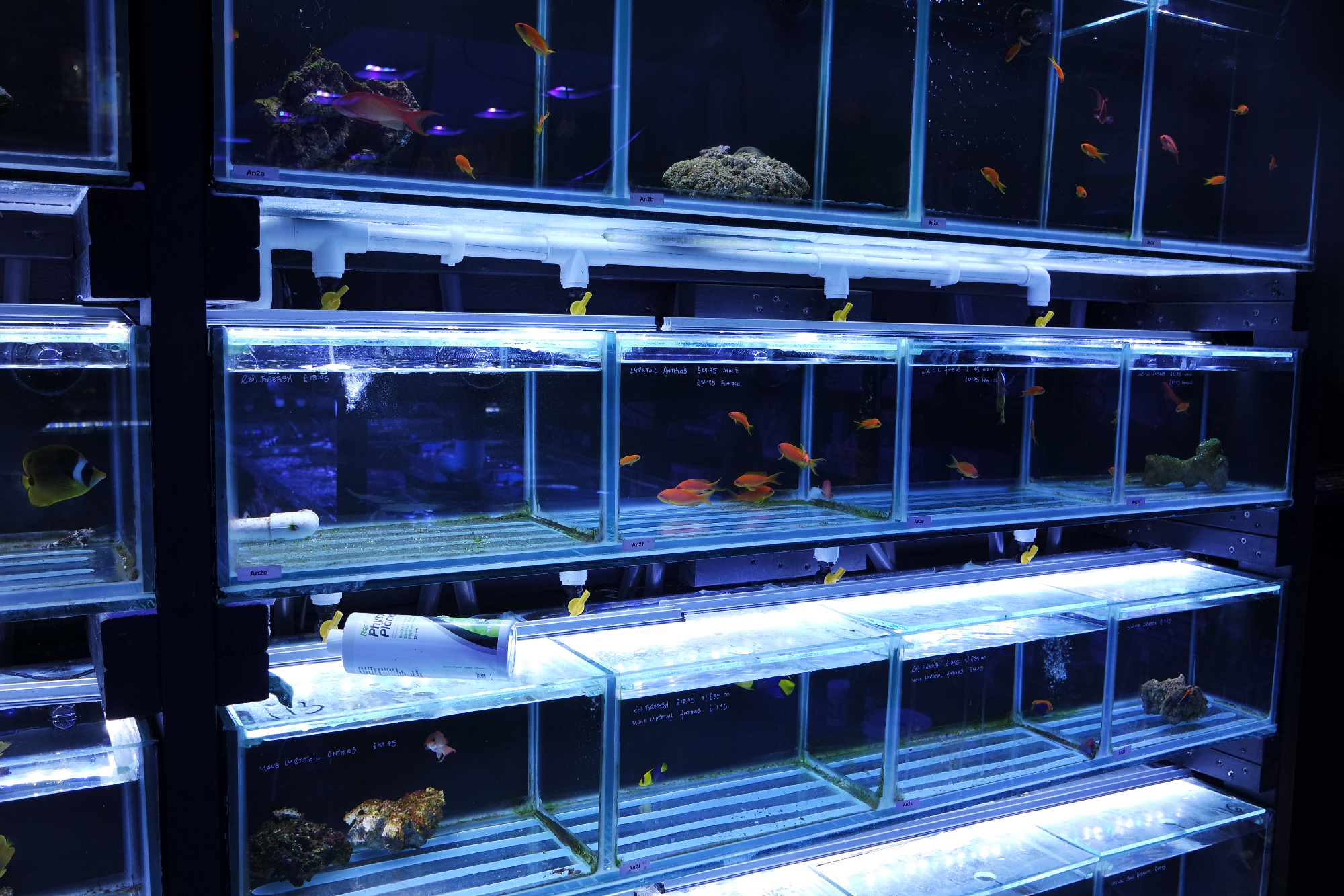 Aquatic Design Centre