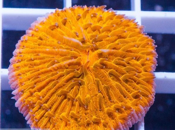 Plate S/T - Coral Sea Cycloseris spp.
