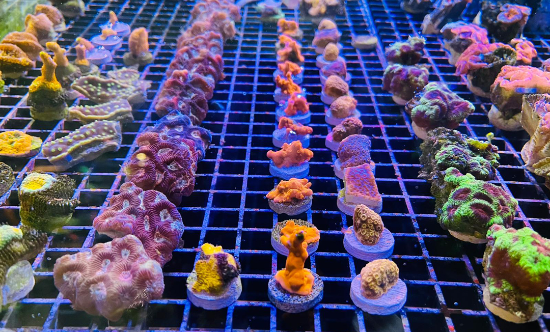 Aquatic Design Centre