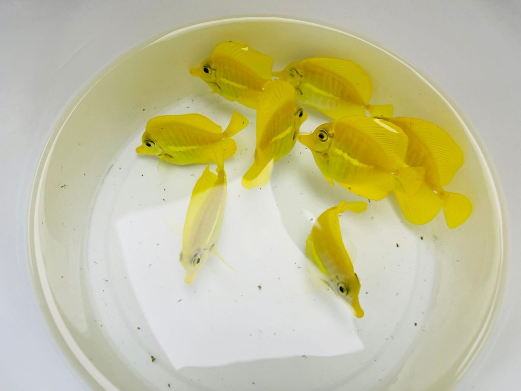 Aquatic Design Centre