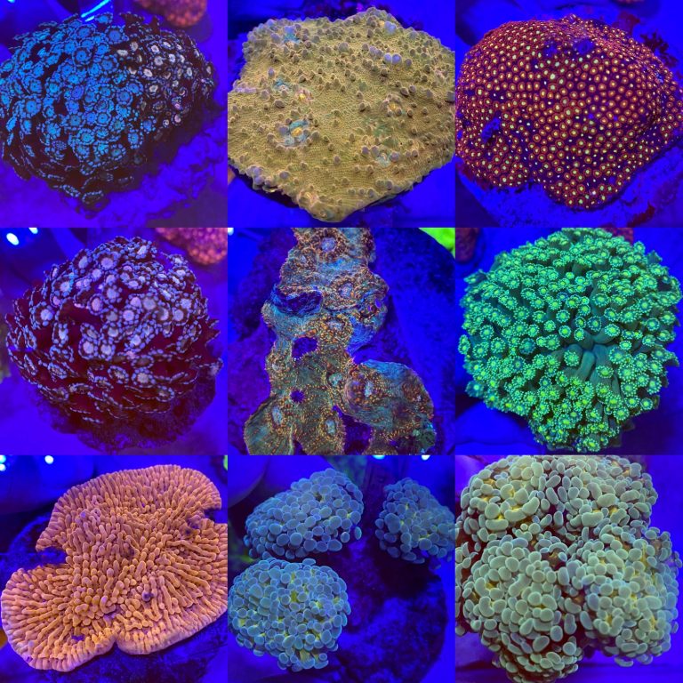 Aquatic Design Centre