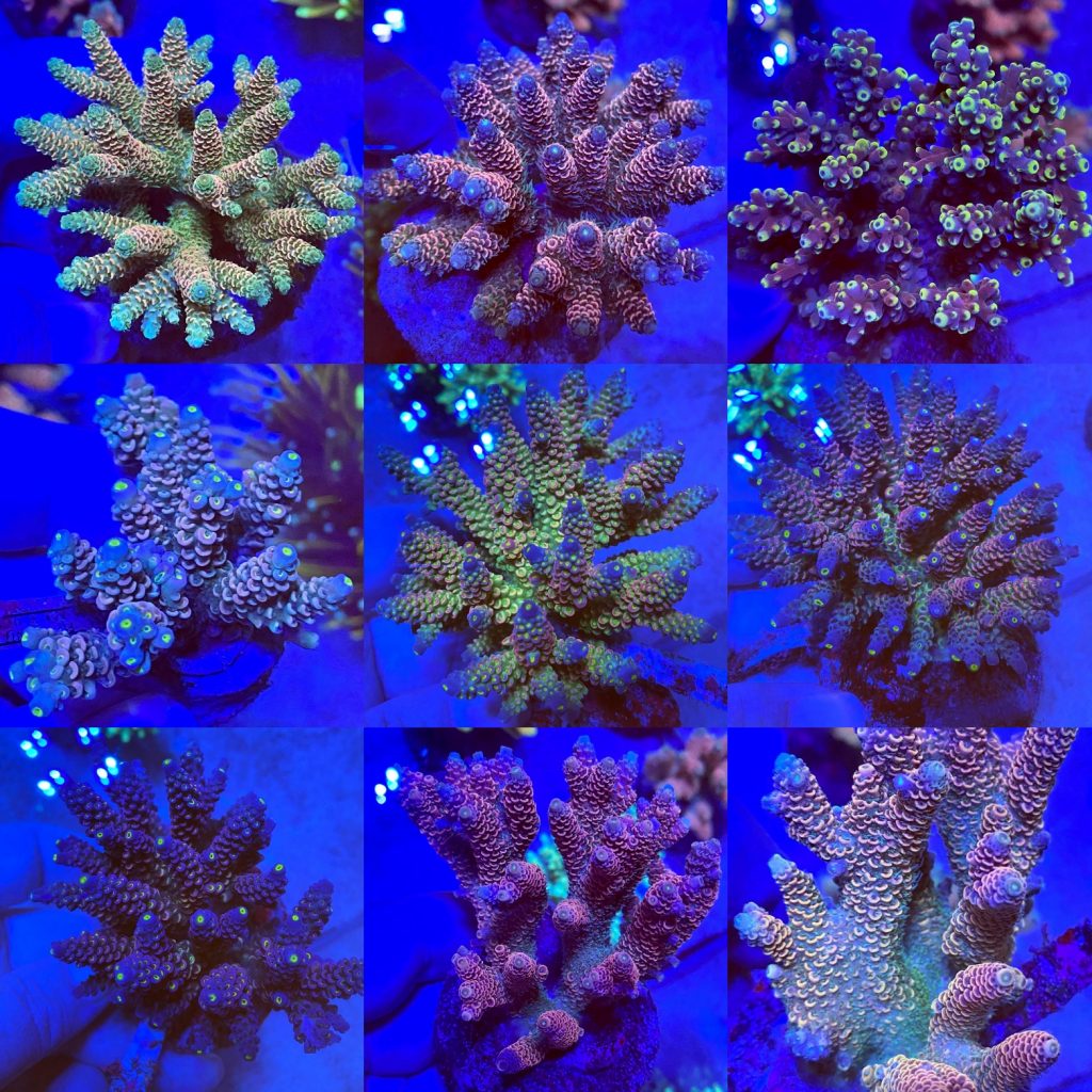 Aquatic Design Centre