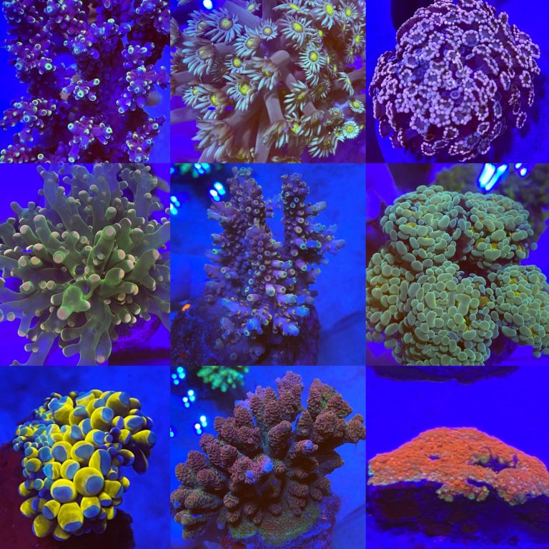 Aquatic Design Centre