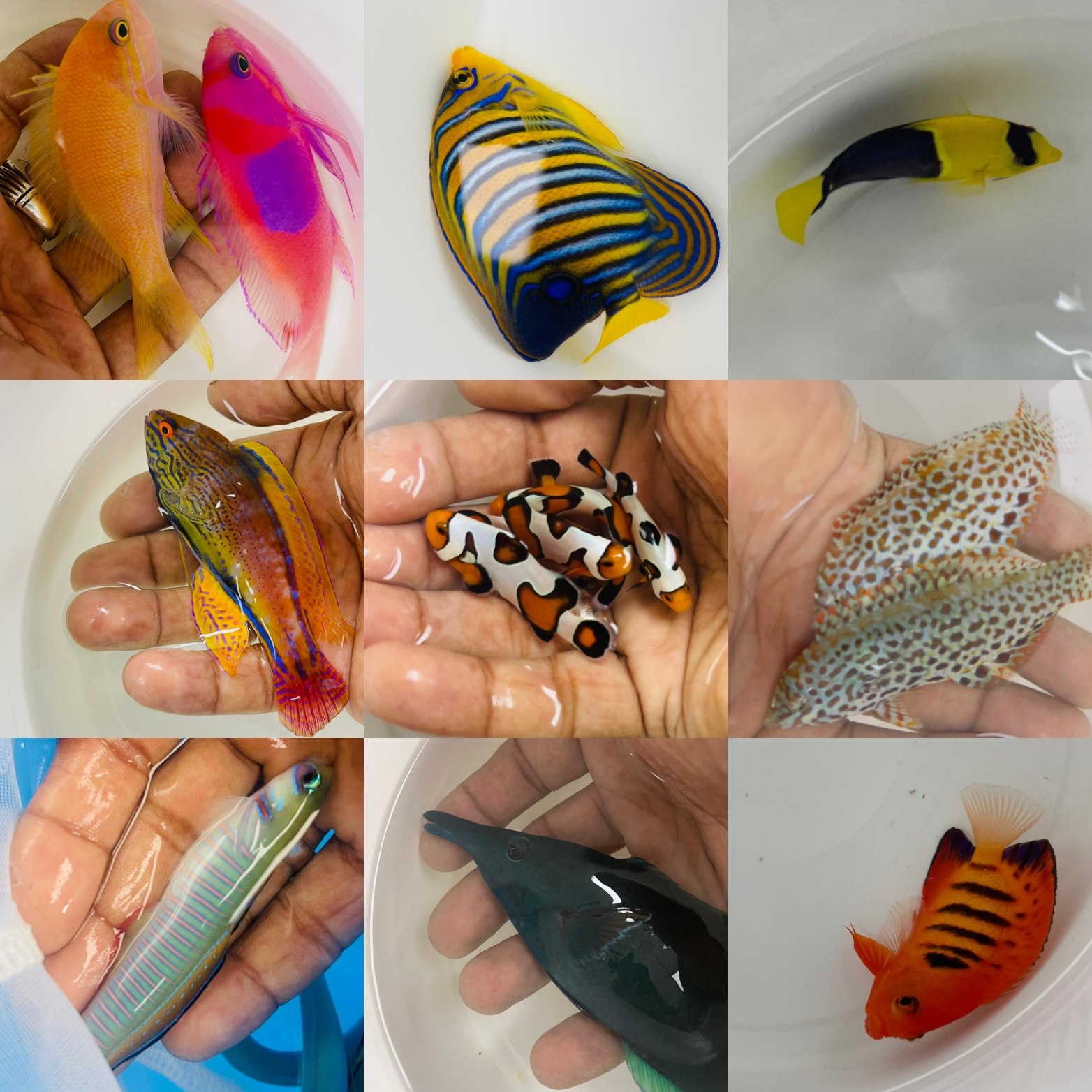 Aquatic Design Centre