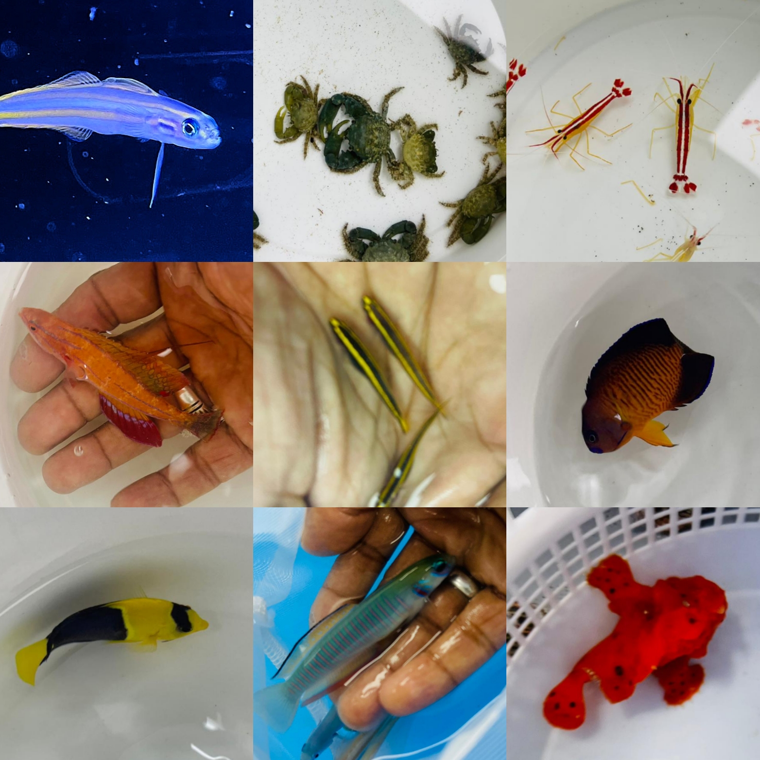 Aquatic Design Centre