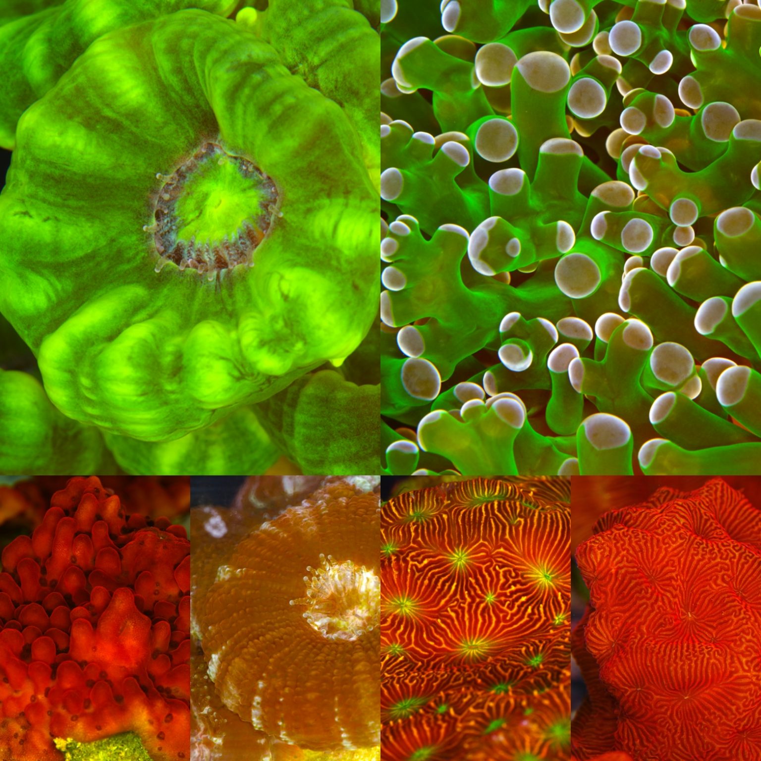 Aquatic Design Centre